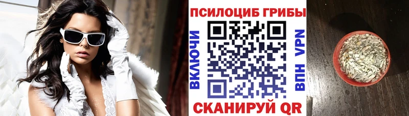 Галлюциногенные грибы Psilocybine cubensis  Гудермес 