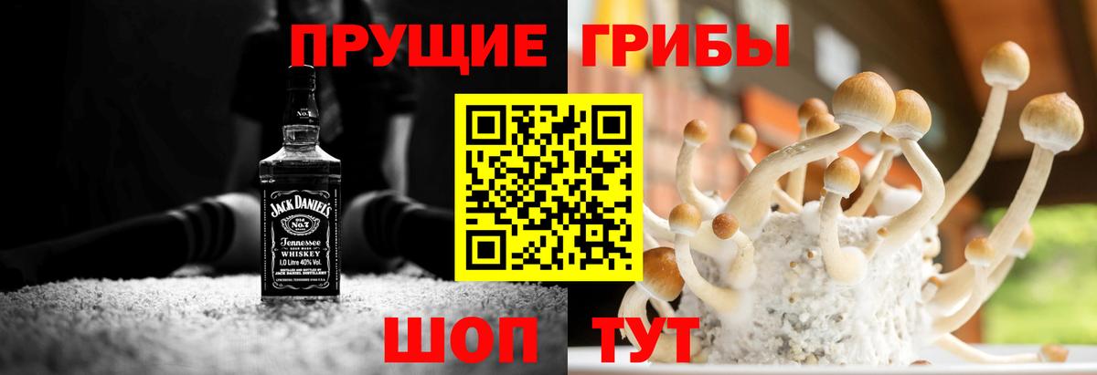 Гудермес  Псилоцибиновые грибы Psilocybe  даркнет сайт  Вход с VPN 